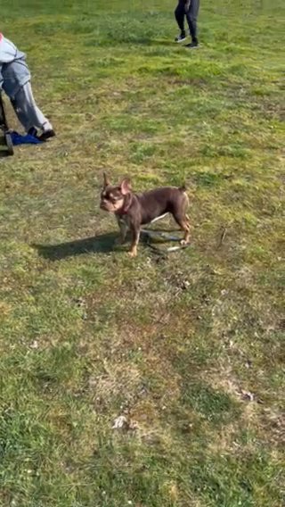 Female Frenchie in Seattle, Washington