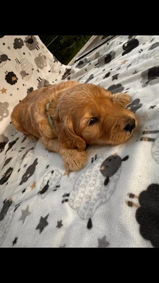 Goldendoodle Puppies in Dallas, Texas