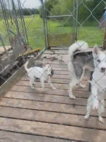 Siberian Huskys For Sale in Columbus, Mississippi