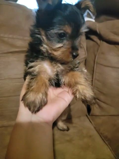 Female yorkie in Goodyear, Arizona