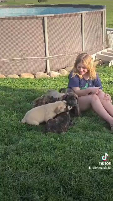 Mastiff puppies in Zanesville, Ohio