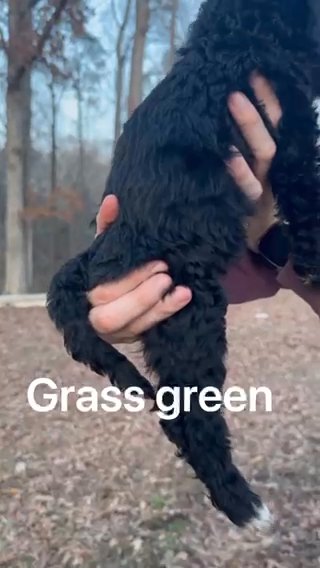 Standard Bernedoodle - Green in Marietta, Georgia