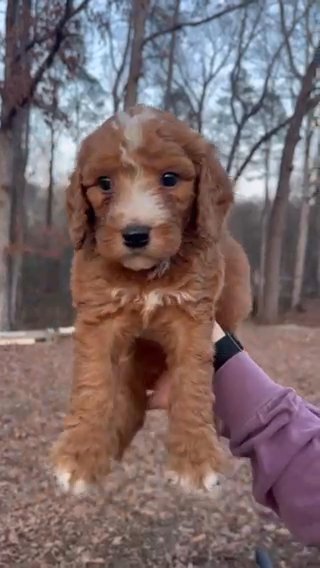 Standard, Male, Red Bernedoodle in Knoxville, Tennessee