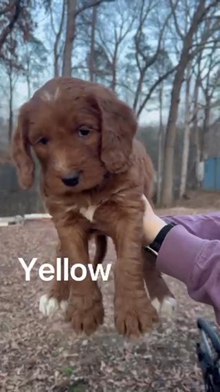 Standard Bernedoodle - Yellow in Knoxville, Tennessee