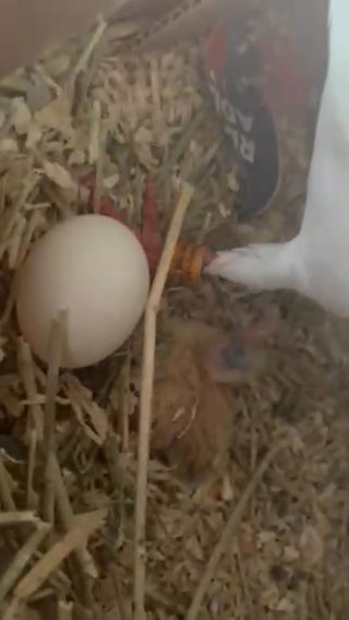 Fertile Roller PIGEON EGGS in Los Angeles, California