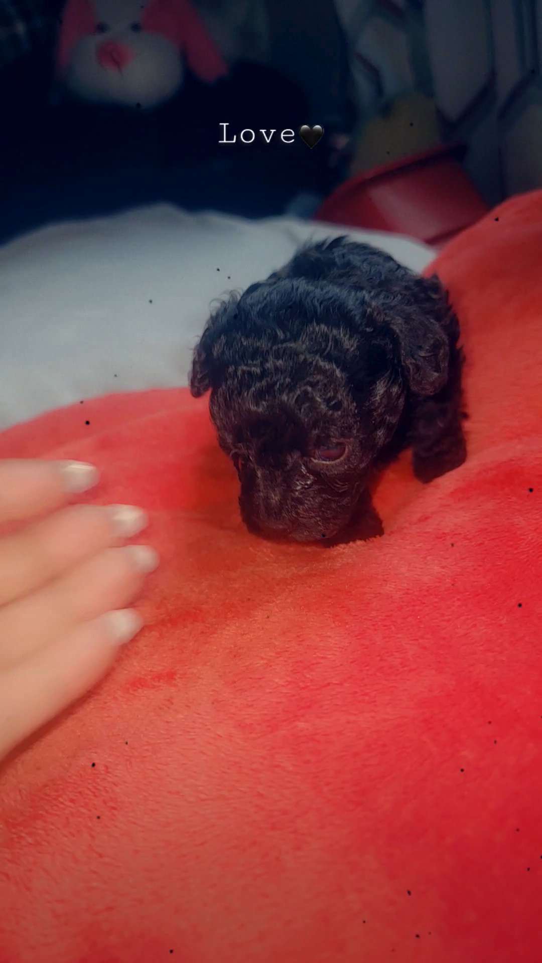 sold poodle girl in North Augusta, South Carolina