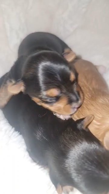 sold teacup yorkies in North Augusta, South Carolina