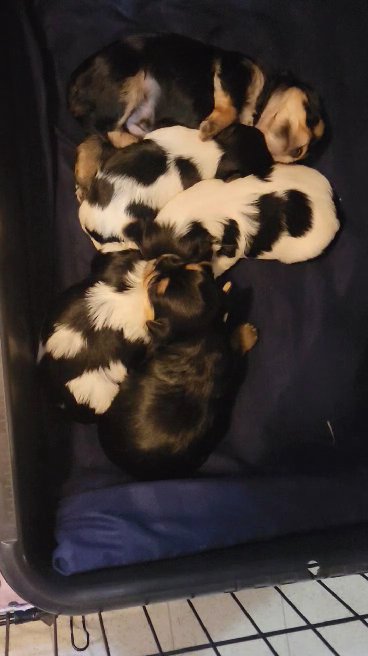 sold parti Yorkies AKC in North Augusta, South Carolina