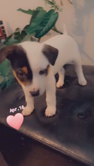 Adorable Puppy For Adoption in Charlotte, North Carolina