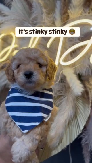 Multi Gen Micro Mini Goldendoodle Male in Houston, Texas