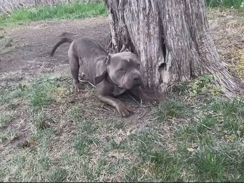 Pocket Bully in Kansas City, Kansas