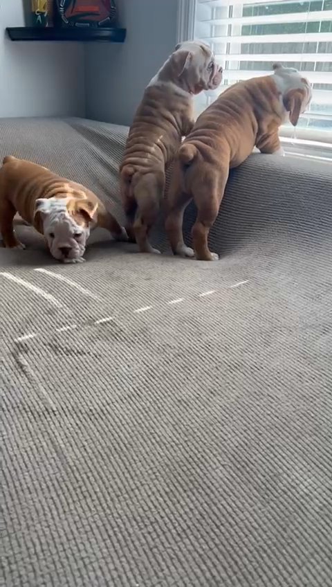 Bulldog puppies in Evans, Georgia