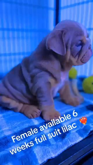 English Bulldog in Menifee, California