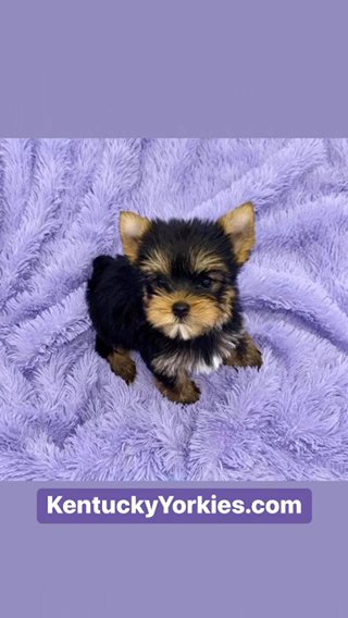 Zane-Male Yorkie in Lexington-Fayette, Kentucky