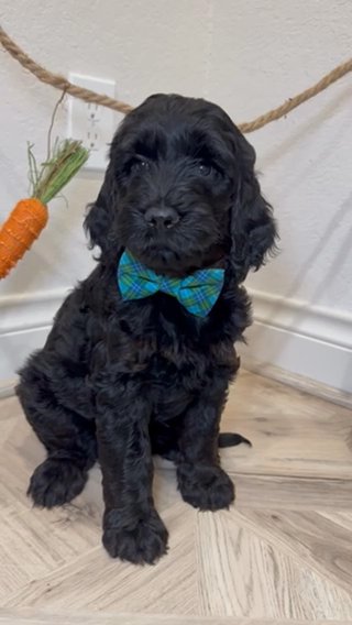F1b Medium Goldendoodle Male in Houston, Texas