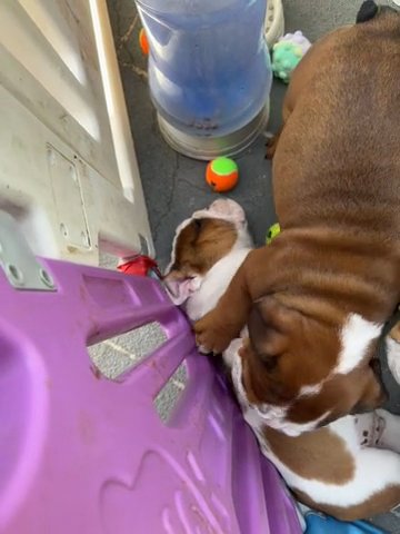 English Bulldogs in Los Angeles, California