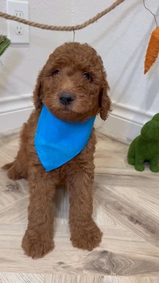 F1b Medium Goldendoodle Male in Houston, Texas