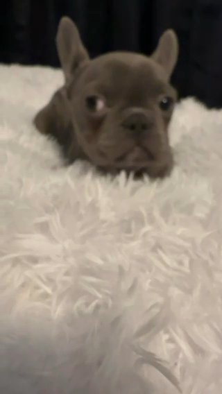 Blue Frenchie Female in Hesperia, California