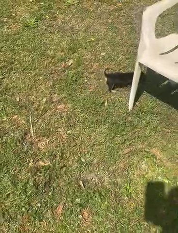 Chihuahua in Wilmington, North Carolina