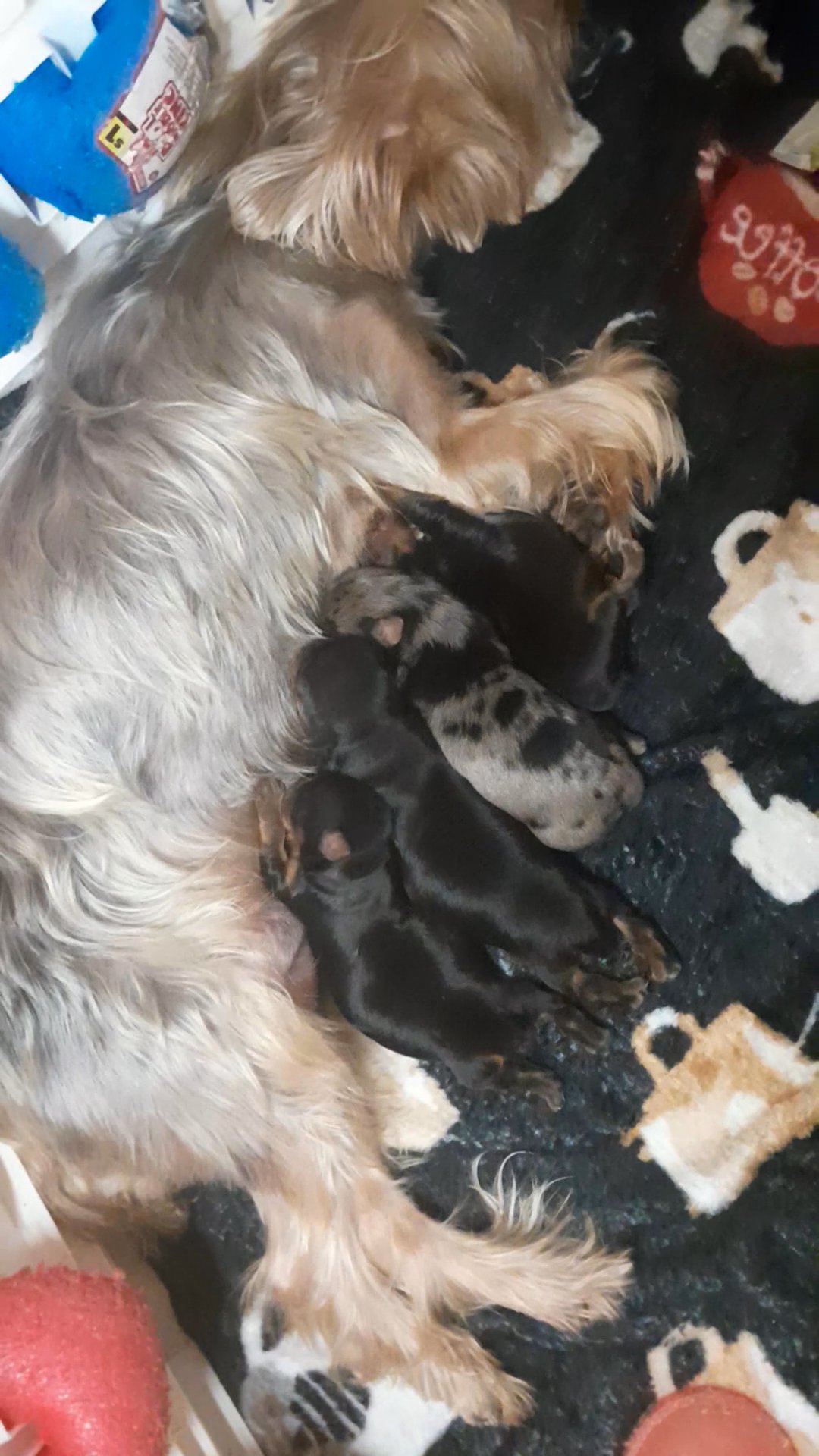 Yorkies in Charlotte, North Carolina