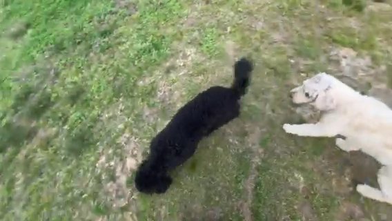 CKC Standard Moyen poodle in Charlotte, North Carolina