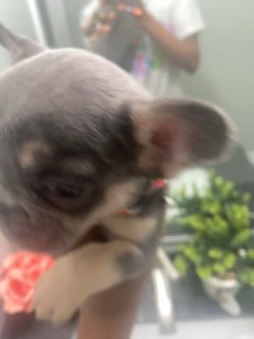 Fluffy French Bull Dogs For Sale in New York City, New York
