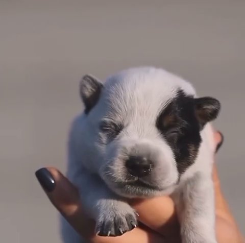 Australian Cattle Dogs in Menifee, California