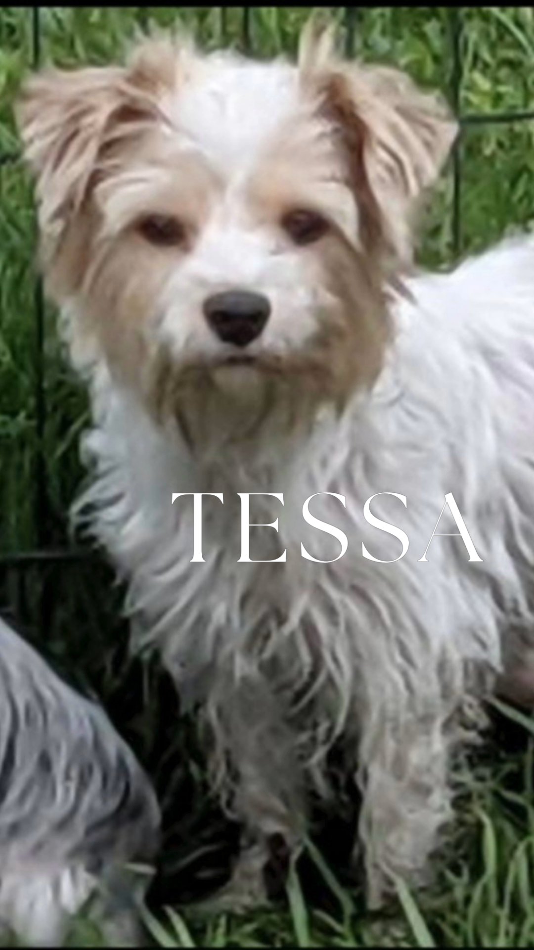 Tessa AKC on hold in Washington, District of Columbia