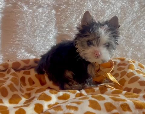 Little Stitch Dark Traditional Male Yorkie Terrier in Riverside, California