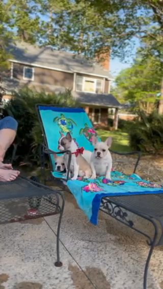Quality French Bulldogs in Jacksonville, Florida