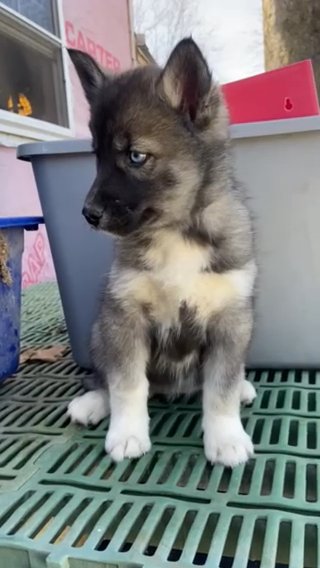 Hazel in Macomb, Illinois