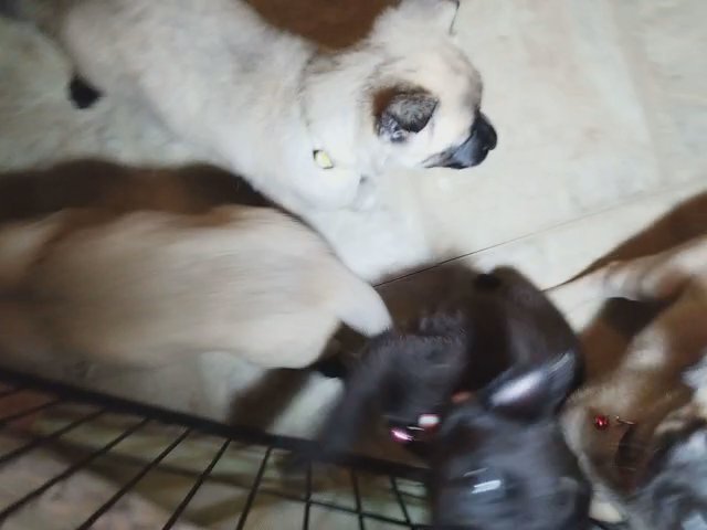 Belgian Malinois Puppies in Los Angeles, California