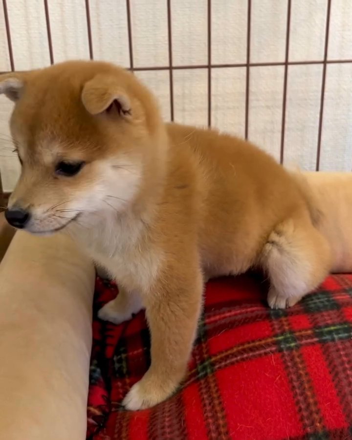 Shiba Inu in Washington, District of Columbia