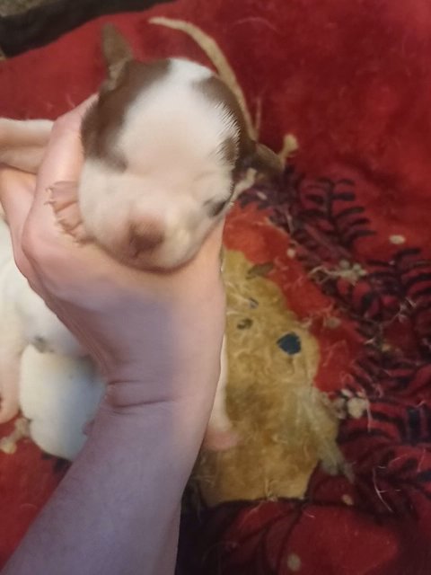 French American Bulldog female in Anniston, Alabama