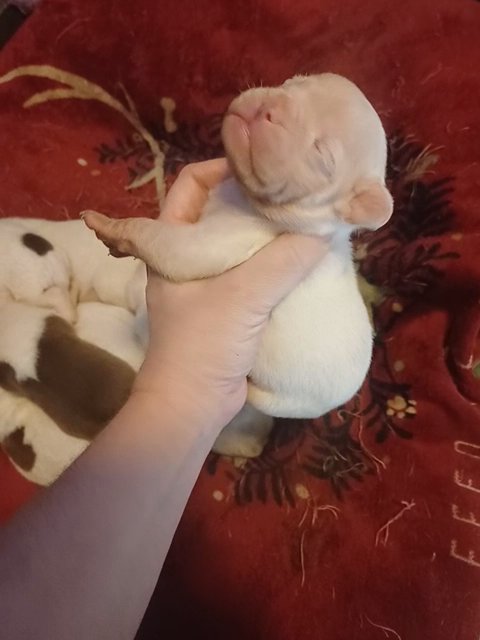 Gray merle French American Bulldog in Anniston, Alabama
