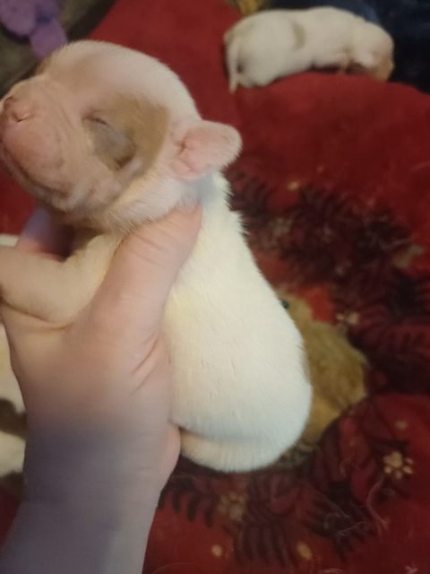 French American Bulldog female in Anniston, Alabama