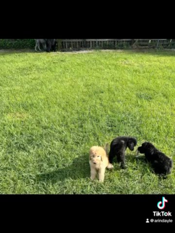 Standard Poodle Puppies in Lehigh Acres, Florida