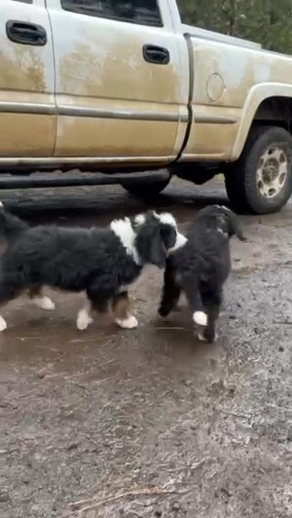 F1 Tri Colored Bernedoodle Male Standard Size in Redding, California