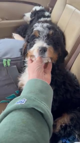 F1 Bernedoodle Tri Colored Male in Redding, California