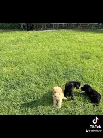 Reduced!!! Standard Poodle puppies in Lehigh Acres, Florida