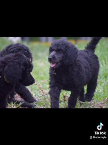 Standard poodle puppies in Lehigh Acres, Florida