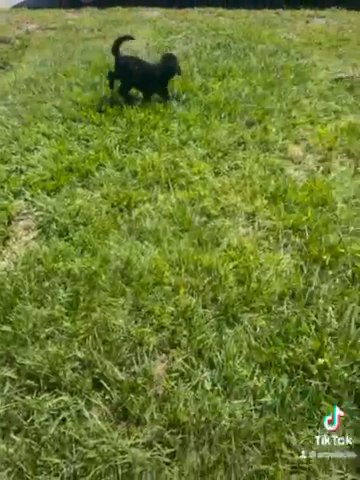 Standard Poodle Puppies in Lehigh Acres, Florida