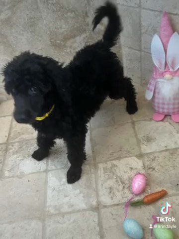 Standard Poodle Puppies in Lehigh Acres, Florida
