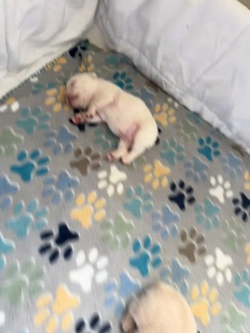 Fluffy French Bulldogs in Tampa, Florida