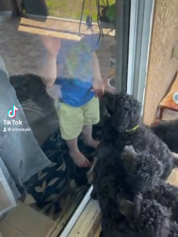 Standard Poodle Puppies in Lehigh Acres, Florida