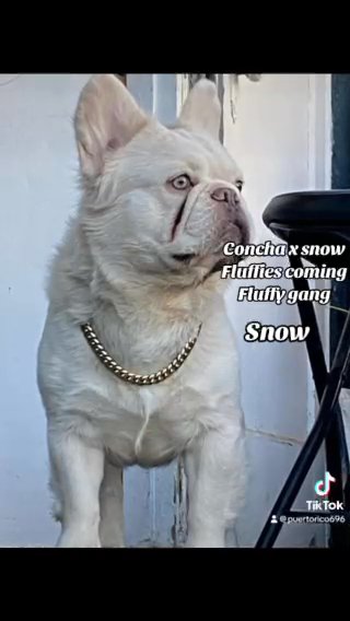 Female French Bulldog in Tampa, Florida