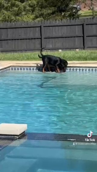 Rottweiler Puppjes in Columbia, Tennessee
