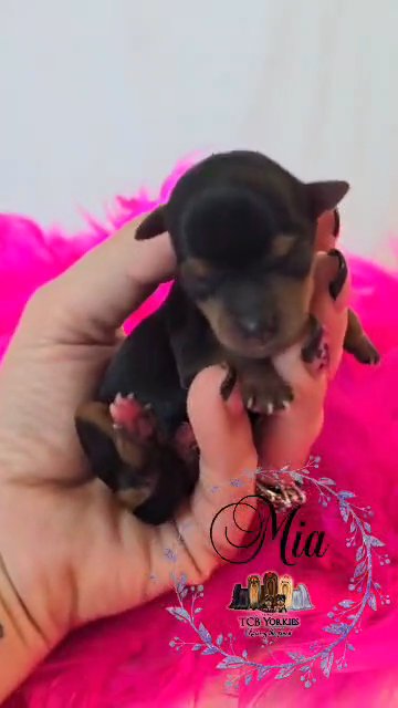 SOLD TINY Yorkie girl AKC in Greenwood, South Carolina