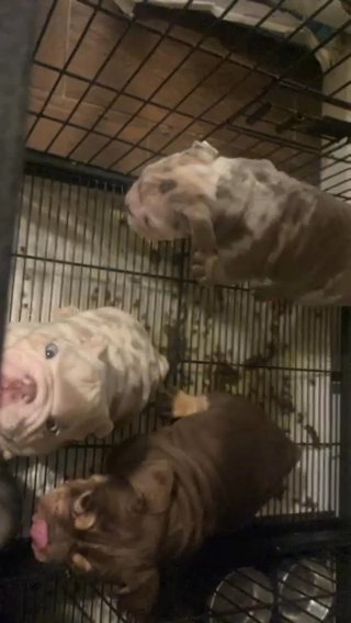 Beautiful English Bulldog in Phoenix, Arizona