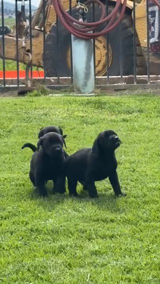 Doberdor Puppies in Menifee, California